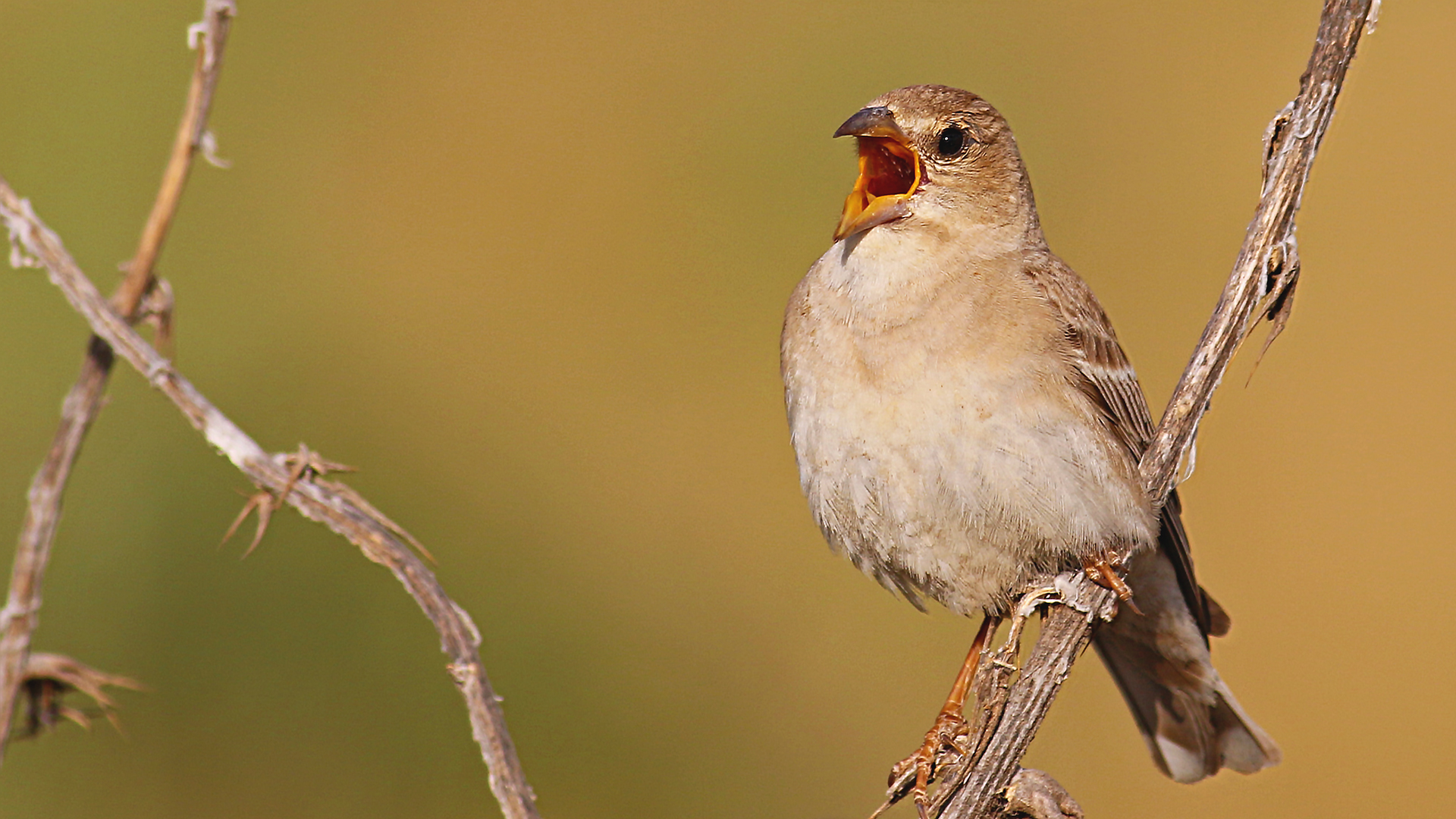 Pale Rockfinch — Ana fotoğraf